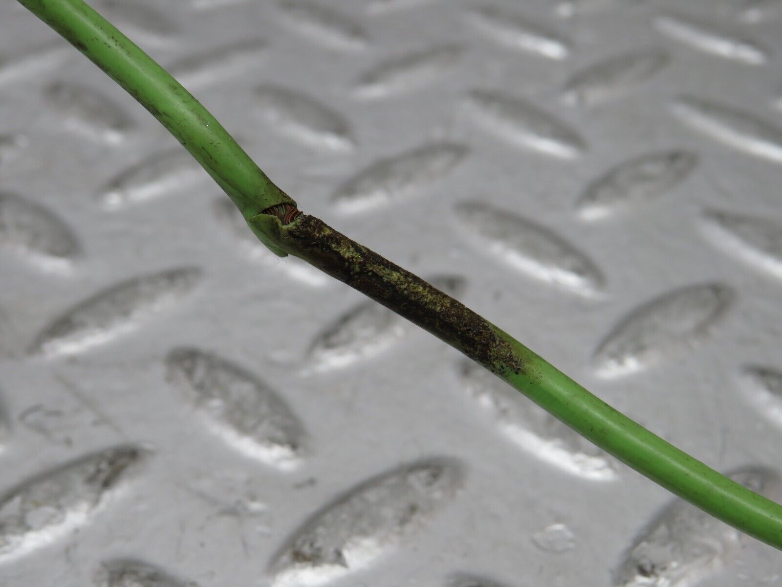 26334 Mercedes-Benz W116 450SE Ignition Distributor 0237404006